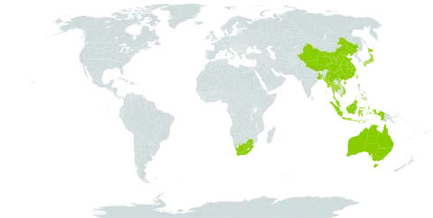 Najas indica world distribution map, present in Andorra, Australia, Bangladesh, China, Indonesia, India, Japan, Myanmar, Malaysia, Pakistan, Philippines, Thailand, Taiwan, Province of China, Viet Nam, and South Africa