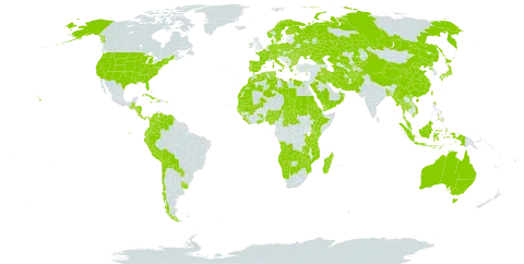 Najas world distribution map, present in Aruba, Afghanistan, Angola, Åland Islands, Andorra, Australia, Austria, Burkina Faso, Bangladesh, Bulgaria, Bahamas, Belarus, Belize, Bolivia (Plurinational State of), Botswana, Central African Republic, Switzerland, Chile, China, Colombia, Cabo Verde, Costa Rica, Cuba, Cyprus, Czech Republic, Germany, Dominica, Denmark, Algeria, Ecuador, Egypt, Eritrea, Spain, Ethiopia, Finland, France, Micronesia (Federated States of), Georgia, Ghana, Guinea, Gambia, Guinea-Bissau, Greece, Guatemala, Honduras, Haiti, Hungary, Indonesia, Ireland, Iran (Islamic Republic of), Iraq, Italy, Jamaica, Japan, Kazakhstan, Kenya, Kyrgyzstan, Liberia, Libya, Morocco, Moldova (Republic of), Madagascar, Mali, Myanmar, Montenegro, Mozambique, Mauritania, Mauritius, Malaysia, Namibia, Nigeria, Nicaragua, Netherlands, Norway, Nepal, Oman, Pakistan, Panama, Peru, Philippines, Palau, Poland, Puerto Rico, Korea (Democratic People's Republic of), Portugal, Paraguay, Réunion, Romania, Russian Federation, Rwanda, Saudi Arabia, Sudan, Senegal, Singapore, Sierra Leone, Sweden, Seychelles, Turks and Caicos Islands, Chad, Togo, Thailand, Turkmenistan, Tunisia, Taiwan, Province of China, Tanzania, United Republic of, Uganda, Ukraine, Uruguay, United States of America, Uzbekistan, Venezuela (Bolivarian Republic of), Viet Nam, Yemen, Zambia, and Zimbabwe