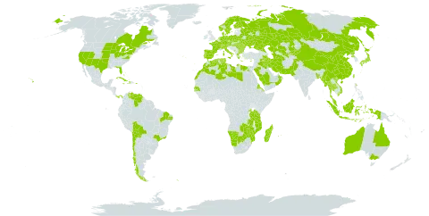 Najas marina world distribution map, present in Aruba, Australia, Austria, Burkina Faso, Bangladesh, Bulgaria, Bahamas, Belarus, Bolivia (Plurinational State of), Brazil, Botswana, Canada, Switzerland, Chile, China, Cuba, Cyprus, Czech Republic, Germany, Dominica, Denmark, Algeria, Egypt, Eritrea, Spain, Finland, France, Micronesia (Federated States of), Greece, Haiti, Hungary, Indonesia, Iran (Islamic Republic of), Iraq, Italy, Jamaica, Japan, Kazakhstan, Kyrgyzstan, Libya, Morocco, Moldova (Republic of), Madagascar, Myanmar, Montenegro, Mozambique, Mauritius, Malaysia, Namibia, Netherlands, Norway, Oman, Pakistan, Panama, Palau, Poland, Puerto Rico, Korea (Democratic People's Republic of), Portugal, Réunion, Romania, Russian Federation, Rwanda, Saudi Arabia, Senegal, Singapore, South Georgia and the South Sandwich Islands, Sweden, Turks and Caicos Islands, Thailand, Turkmenistan, Tunisia, Taiwan, Province of China, Tanzania, United Republic of, Uganda, Ukraine, United States of America, Uzbekistan, Venezuela (Bolivarian Republic of), Viet Nam, Zambia, and Zimbabwe