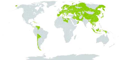 Najas marina subsp. marina world distribution map, present in Aruba, Austria, Bangladesh, Bulgaria, Bahamas, Belarus, Bolivia (Plurinational State of), Switzerland, Chile, China, Cuba, Czech Republic, Germany, Dominica, Denmark, Egypt, Spain, Finland, France, Micronesia (Federated States of), Greece, Haiti, Hungary, Indonesia, Iran (Islamic Republic of), Iraq, Italy, Jamaica, Japan, Kazakhstan, Kyrgyzstan, Libya, Moldova (Republic of), Myanmar, Montenegro, Mauritius, Netherlands, Norway, Oman, Pakistan, Panama, Poland, Puerto Rico, Korea (Democratic People's Republic of), Portugal, Réunion, Romania, Russian Federation, Sweden, Turks and Caicos Islands, Thailand, Turkmenistan, Tunisia, Taiwan, Province of China, Ukraine, Uzbekistan, Venezuela (Bolivarian Republic of), and Viet Nam