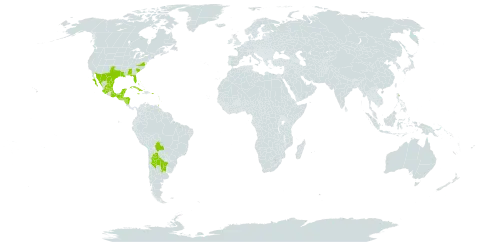 Nama jamaicensis world distribution map, present in Anguilla, Argentina, Antigua and Barbuda, Bonaire, Sint Eustatius and Saba, Bahamas, Belize, Bolivia (Plurinational State of), Barbados, Cuba, Cayman Islands, Guadeloupe, Guatemala, Honduras, Jamaica, Mexico, Montserrat, Martinique, Nicaragua, Puerto Rico, Turks and Caicos Islands, Trinidad and Tobago, United States of America, and Saint Vincent and the Grenadines