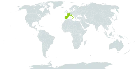 Narcissus papyraceus subsp. panizzianus world distribution map, present in Spain, France, Italy, and Portugal