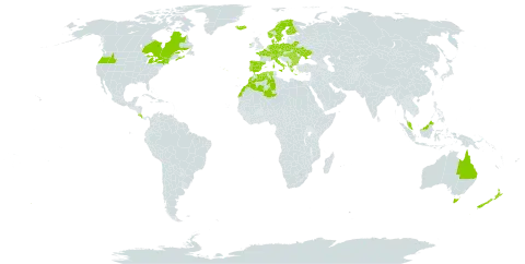 Nardus stricta world distribution map, present in Albania, Australia, Austria, Bulgaria, Belarus, Canada, Switzerland, Costa Rica, Czech Republic, Germany, Denmark, Algeria, Spain, Finland, France, Micronesia (Federated States of), Greece, Hungary, Ireland, Iceland, Italy, Morocco, Montenegro, Malaysia, Netherlands, Norway, New Zealand, Poland, Portugal, Romania, Sweden, Turks and Caicos Islands, Ukraine, and United States of America