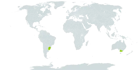 Nassella hyalina world distribution map, present in Australia, Brazil, and Uruguay