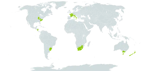 Nassella trichotoma world distribution map, present in Australia, Brazil, France, Italy, Nicaragua, New Zealand, Uruguay, United States of America, and South Africa