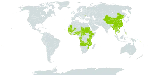 Nauclea world distribution map, present in Angola, Benin, Bangladesh, Central African Republic, China, Congo, Cabo Verde, Ethiopia, Fiji, Gabon, Ghana, Guinea, Gambia, Guinea-Bissau, Kenya, Lao People's Democratic Republic, Liberia, Moldova (Republic of), Mali, Myanmar, Mozambique, Mauritania, Nigeria, Philippines, Sudan, Senegal, Solomon Islands, Sierra Leone, Chad, Togo, Thailand, Tanzania, United Republic of, Uganda, Viet Nam, and Zambia