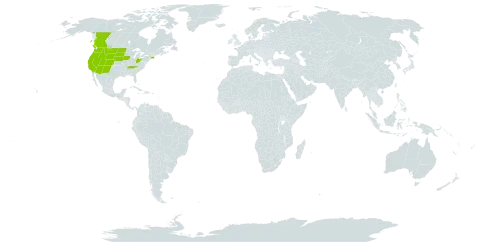 Navarretia intertexta world distribution map, present in Canada and United States of America