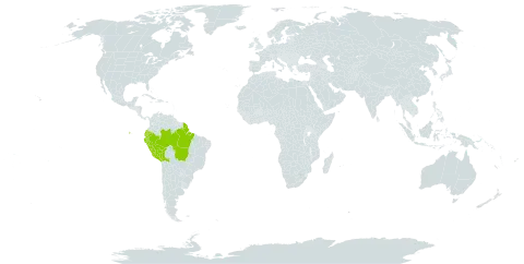 Nectandra pulverulenta world distribution map, present in Bolivia (Plurinational State of), Brazil, Ecuador, French Guiana, and Peru