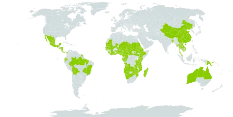 Nelsonia canescens world distribution map, present in Angola, Australia, Burundi, Benin, Burkina Faso, Bangladesh, Bolivia (Plurinational State of), Brazil, Bhutan, Botswana, Central African Republic, China, Côte d'Ivoire, Cameroon, Congo, Colombia, Cabo Verde, Costa Rica, Ecuador, Eritrea, Ethiopia, Gabon, Ghana, Guinea, Gambia, Guinea-Bissau, Equatorial Guinea, French Guiana, Honduras, Kenya, Cambodia, Lao People's Democratic Republic, Liberia, Madagascar, Mexico, Mali, Myanmar, Mozambique, Mauritania, Malawi, Malaysia, Namibia, Niger, Nigeria, Nicaragua, Nepal, Panama, Papua New Guinea, Puerto Rico, Sudan, Senegal, Sierra Leone, El Salvador, South Sudan, Sao Tome and Principe, Chad, Togo, Thailand, Tanzania, United Republic of, Uganda, Viet Nam, Zambia, and Zimbabwe