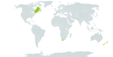 Nemesia strumosa world distribution map, present in Canada, New Zealand, and South Africa