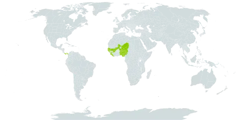 Neocarya macrophylla world distribution map, present in Benin, Guinea, Gambia, Guinea-Bissau, Liberia, Mali, Niger, Nigeria, Panama, Senegal, and Sierra Leone