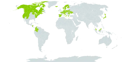 Neottia cordata world distribution map, present in Austria, Belarus, Canada, Switzerland, Colombia, Czech Republic, Germany, Denmark, Spain, Finland, France, Micronesia (Federated States of), Greece, Ireland, Iceland, Italy, Japan, Malaysia, Nicaragua, Netherlands, Norway, Poland, Romania, Sweden, Turks and Caicos Islands, Ukraine, and United States of America