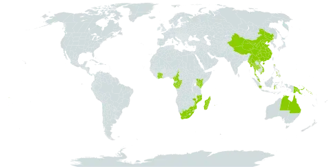 Nephrolepis acutifolia world distribution map, present in Australia, China, Côte d'Ivoire, Cameroon, Congo, Micronesia (Federated States of), Gabon, Guam, Indonesia, Kenya, Madagascar, Marshall Islands, Myanmar, Mozambique, Mauritius, Malaysia, Philippines, Papua New Guinea, Puerto Rico, Réunion, Singapore, Solomon Islands, Thailand, Tuvalu, United States of America, Viet Nam, Samoa, and South Africa