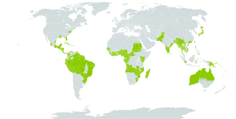 Nephrolepis biserrata world distribution map, present in Angola, American Samoa, French Southern Territories, Antigua and Barbuda, Australia, Benin, Bonaire, Sint Eustatius and Saba, Burkina Faso, Bangladesh, Belize, Bolivia (Plurinational State of), Brazil, Barbados, Central African Republic, China, Côte d'Ivoire, Cameroon, Congo, Cook Islands, Colombia, Costa Rica, Cuba, Cayman Islands, Dominica, Ecuador, Fiji, Micronesia (Federated States of), Gabon, Ghana, Guinea, Guadeloupe, Gambia, Equatorial Guinea, Guatemala, French Guiana, Guam, Guyana, Honduras, Indonesia, India, Jamaica, Japan, Kenya, Cambodia, Liberia, Saint Lucia, Sri Lanka, Madagascar, Mexico, Marshall Islands, Myanmar, Northern Mariana Islands, Mozambique, Martinique, Mauritius, Malawi, Mayotte, Nigeria, Nicaragua, Niue, Pakistan, Panama, Pitcairn, Peru, Philippines, Papua New Guinea, Puerto Rico, Réunion, Sudan, Senegal, Solomon Islands, Sierra Leone, El Salvador, Sao Tome and Principe, Suriname, Seychelles, Turks and Caicos Islands, Togo, Thailand, Tonga, Trinidad and Tobago, Taiwan, Province of China, Tanzania, United Republic of, Uganda, United States of America, Venezuela (Bolivarian Republic of), Viet Nam, Vanuatu, Samoa, South Africa, Zambia, and Zimbabwe