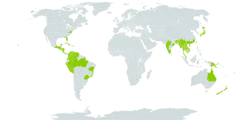 Nephrolepis brownii world distribution map, present in American Samoa, Australia, Bangladesh, Bahamas, Belize, Brazil, Barbados, China, Cook Islands, Colombia, Costa Rica, Cuba, Cayman Islands, Dominica, Fiji, Micronesia (Federated States of), Guadeloupe, Grenada, Guatemala, Hong Kong, Honduras, Indonesia, India, Jamaica, Japan, Cambodia, Lao People's Democratic Republic, Saint Lucia, Sri Lanka, Mexico, Myanmar, Northern Mariana Islands, Montserrat, Martinique, Malaysia, Nicaragua, New Zealand, Panama, Pitcairn, Peru, Philippines, Papua New Guinea, Puerto Rico, Singapore, Solomon Islands, El Salvador, Thailand, Tokelau, Tonga, Trinidad and Tobago, Taiwan, Province of China, United States Minor Outlying Islands, United States of America, Venezuela (Bolivarian Republic of), and Viet Nam