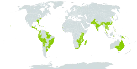 Nephrolepis cordifolia world distribution map, present in Argentina, Australia, Bangladesh, Belize, Bolivia (Plurinational State of), Brazil, Barbados, Bhutan, China, Colombia, Comoros, Cuba, Ecuador, Guatemala, French Guiana, Guyana, Honduras, Indonesia, India, Jamaica, Kenya, Cambodia, Lao People's Democratic Republic, Sri Lanka, Madagascar, Mexico, Myanmar, Mozambique, Mauritius, Malaysia, Nicaragua, Nepal, New Zealand, Pakistan, Panama, Peru, Philippines, Palau, Papua New Guinea, Puerto Rico, Korea (Democratic People's Republic of), Portugal, Paraguay, Réunion, Singapore, El Salvador, Suriname, eSwatini, Seychelles, Thailand, Trinidad and Tobago, Taiwan, Province of China, Tanzania, United Republic of, United States of America, Viet Nam, South Africa, Zambia, and Zimbabwe