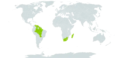 Neurotheca loeselioides world distribution map, present in Brazil, Guyana, Madagascar, Suriname, Venezuela (Bolivarian Republic of), and South Africa