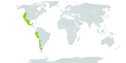 Nicotiana acuminata world distribution map, present in Argentina, Chile, Mexico, Peru, Uruguay, and United States of America