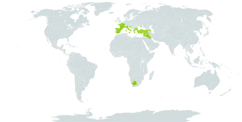 Nonea echioides world distribution map, present in Armenia, Azerbaijan, Bulgaria, Cyprus, Spain, France, Greece, Croatia, Iraq, Israel, Italy, Lebanon, North Macedonia, Syrian Arab Republic, Turkey, Ukraine, and South Africa