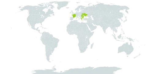 Nonea pallens world distribution map, present in Albania, Bulgaria, Bosnia and Herzegovina, France, Greece, North Macedonia, Romania, and Ukraine