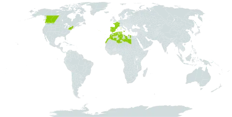 Nonea vesicaria world distribution map, present in Canada, Algeria, Spain, France, Italy, Libya, Morocco, Portugal, Tunisia, and United States of America