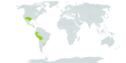 Nothoscordum bivalve var. bivalve world distribution map, present in Åland Islands, Bolivia (Plurinational State of), Georgia, Nicaragua, Peru, Uruguay, and United States of America