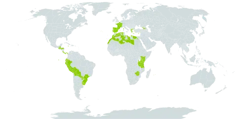 Nothoscordum gracile var. gracile world distribution map, present in Åland Islands, Bermuda, Bolivia (Plurinational State of), Brazil, Costa Rica, Cyprus, Algeria, Ecuador, Egypt, Spain, France, Georgia, Greece, Guatemala, Honduras, Jamaica, Kenya, Libya, Morocco, Mauritius, Norfolk Island, Panama, Peru, Palau, Portugal, Paraguay, Réunion, Tanzania, United Republic of, Uruguay, and Zimbabwe