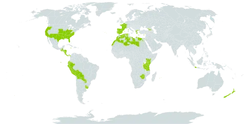 Nothoscordum world distribution map, present in Åland Islands, Australia, Bermuda, Bolivia (Plurinational State of), Costa Rica, Cyprus, Algeria, Ecuador, Egypt, Spain, France, Georgia, Greece, Guatemala, Honduras, Indonesia, Jamaica, Kenya, Libya, Morocco, Mauritius, Norfolk Island, Nicaragua, New Zealand, Panama, Peru, Palau, Portugal, Paraguay, Réunion, Tanzania, United Republic of, Uruguay, United States of America, and Zimbabwe