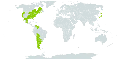 Nuttallanthus canadensis world distribution map, present in Argentina, Bolivia (Plurinational State of), Canada, Chile, Japan, Mexico, Uruguay, United States of America, and Venezuela (Bolivarian Republic of)