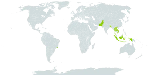 Nyctanthes arbor-tristis world distribution map, present in Andorra, Bangladesh, Brazil, Indonesia, Lao People's Democratic Republic, Nepal, Pakistan, Thailand, and Viet Nam