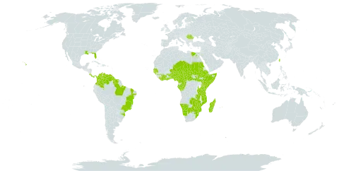 Nymphaea lotus world distribution map, present in Angola, Anguilla, Benin, Burkina Faso, Brazil, Botswana, Central African Republic, Côte d'Ivoire, Cameroon, Congo, Colombia, Costa Rica, Egypt, Ethiopia, Gabon, Ghana, Guinea, Gambia, Guinea-Bissau, Equatorial Guinea, Guyana, Kenya, Liberia, Madagascar, Mozambique, Mauritius, Malawi, Namibia, Niger, Nigeria, Panama, Romania, Sudan, Senegal, Somalia, South Sudan, Suriname, eSwatini, Chad, Togo, Taiwan, Province of China, Tanzania, United Republic of, Uganda, United States of America, Venezuela (Bolivarian Republic of), South Africa, Zambia, and Zimbabwe