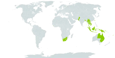 Nymphaea nouchali world distribution map, present in Afghanistan, Australia, Bangladesh, China, Fiji, Indonesia, India, Cambodia, Lao People's Democratic Republic, Sri Lanka, Myanmar, Malaysia, Nepal, Pakistan, Philippines, Papua New Guinea, Thailand, Taiwan, Province of China, Viet Nam, and South Africa