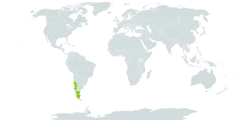 Ochetophila nana world distribution map, present in Argentina, Chile, and Uruguay