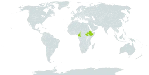 Ochna bracteosa world distribution map, present in Cameroon, Ethiopia, South Sudan, and Uganda