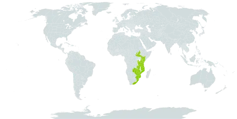 Ochna holstii world distribution map, present in Burundi, Kenya, Mozambique, Malawi, Rwanda, South Sudan, eSwatini, Tanzania, United Republic of, South Africa, Zambia, and Zimbabwe