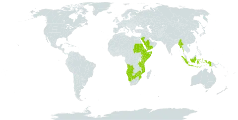 Ocimum filamentosum world distribution map, present in Angola, Botswana, Djibouti, Eritrea, Ethiopia, Indonesia, Kenya, Myanmar, Mozambique, Namibia, Saudi Arabia, Sudan, Somalia, eSwatini, Tanzania, United Republic of, Uganda, Yemen, and Zimbabwe