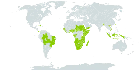 Ocimum gratissimum subsp. gratissimum world distribution map, present in Aruba, Angola, Andorra, Benin, Burkina Faso, Bangladesh, Bolivia (Plurinational State of), Brazil, Botswana, Congo, Cook Islands, Comoros, Cabo Verde, Cuba, Djibouti, Dominica, Eritrea, Ethiopia, Gabon, Ghana, Guinea, Gambia, Guinea-Bissau, Indonesia, Iceland, Jamaica, Kenya, Liberia, Madagascar, Mozambique, Mauritius, Namibia, Nigeria, Nepal, Panama, Rwanda, Sudan, Senegal, Sierra Leone, Somalia, eSwatini, Chad, Togo, Tonga, Taiwan, Province of China, Tanzania, United Republic of, Uganda, Viet Nam, Yemen, South Africa, Zambia, and Zimbabwe