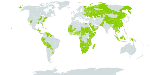 Ocimum world distribution map, present in Aruba, Angola, Andorra, Benin, Burkina Faso, Bangladesh, Bahamas, Belize, Bolivia (Plurinational State of), Botswana, Central African Republic, China, Congo, Cook Islands, Comoros, Cabo Verde, Costa Rica, Cuba, Cayman Islands, Djibouti, Dominica, Ecuador, Egypt, Eritrea, Ethiopia, Fiji, Gabon, Ghana, Guinea, Gambia, Guinea-Bissau, Guatemala, Guyana, Honduras, Haiti, Indonesia, Jamaica, Kazakhstan, Kenya, Lao People's Democratic Republic, Liberia, Lesotho, Moldova (Republic of), Madagascar, Maldives, Mali, Myanmar, Montenegro, Mozambique, Mauritania, Mauritius, Namibia, Nigeria, Nicaragua, Nepal, Oman, Pakistan, Panama, Peru, Philippines, Puerto Rico, Paraguay, Russian Federation, Rwanda, Saudi Arabia, Sudan, Senegal, Solomon Islands, Sierra Leone, Somalia, Suriname, eSwatini, Chad, Togo, Thailand, Tokelau, Tonga, Taiwan, Province of China, Tanzania, United Republic of, Uganda, Ukraine, Uruguay, United States of America, Venezuela (Bolivarian Republic of), Viet Nam, Vanuatu, Wallis and Futuna, Samoa, Yemen, South Africa, Zambia, and Zimbabwe