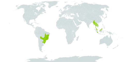 Ocotea lancifolia world distribution map, present in Argentina, Bolivia (Plurinational State of), Brazil, Indonesia, Cambodia, Lao People's Democratic Republic, Myanmar, Malaysia, Paraguay, and Thailand