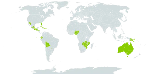 Odontonema cuspidatum world distribution map, present in Australia, Bolivia (Plurinational State of), Cuba, Dominican Republic, Ecuador, Equatorial Guinea, Guatemala, Honduras, Haiti, Saint Lucia, Mexico, Mozambique, Martinique, Malawi, Nigeria, Papua New Guinea, Puerto Rico, Paraguay, United States of America, Zambia, and Zimbabwe