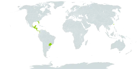 Odontonema tubaeforme world distribution map, present in Belize, Brazil, Colombia, Costa Rica, Guatemala, Guam, Honduras, Mexico, Nicaragua, Niue, Panama, El Salvador, Trinidad and Tobago, Taiwan, Province of China, and United States of America