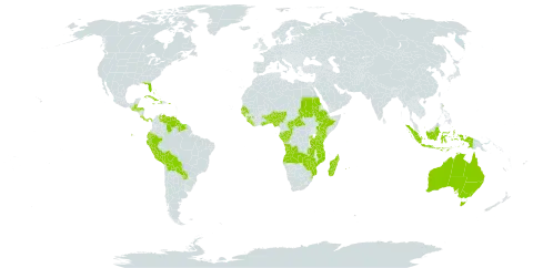 Oeceoclades world distribution map, present in Angola, Australia, Benin, Burkina Faso, Bahamas, Belize, Bolivia (Plurinational State of), Central African Republic, Congo, Comoros, Costa Rica, Cuba, Cayman Islands, Dominica, Ecuador, Ethiopia, Gabon, Ghana, Guinea, Guinea-Bissau, Guatemala, Guyana, Honduras, Haiti, Indonesia, Jamaica, Kenya, Liberia, Madagascar, Mozambique, Mauritius, Nigeria, Panama, Peru, Puerto Rico, Paraguay, Réunion, Rwanda, Sudan, Senegal, Sierra Leone, Suriname, eSwatini, Seychelles, Togo, Tanzania, United Republic of, Uganda, United States of America, Venezuela (Bolivarian Republic of), Zambia, and Zimbabwe