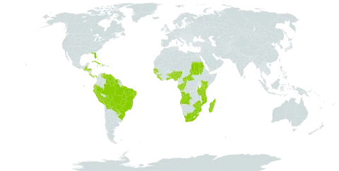 Oeceoclades maculata world distribution map, present in Angola, Benin, Burkina Faso, Bahamas, Belize, Bolivia (Plurinational State of), Brazil, Central African Republic, Congo, Costa Rica, Cuba, Cayman Islands, Dominica, Ecuador, Gabon, Ghana, Guinea, Guinea-Bissau, Guatemala, Guyana, Honduras, Haiti, Jamaica, Kenya, Liberia, Madagascar, Mozambique, Mauritius, Nigeria, Panama, Peru, Puerto Rico, Paraguay, Réunion, Sudan, Senegal, Sierra Leone, Suriname, Togo, Tanzania, United Republic of, Uganda, United States of America, Venezuela (Bolivarian Republic of), South Africa, and Zimbabwe