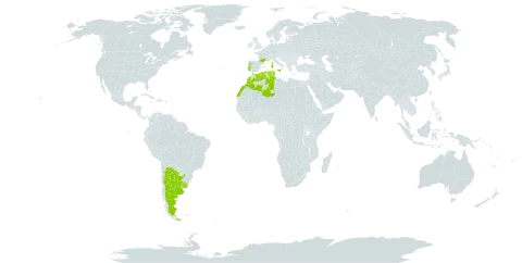 Oenanthe globulosa world distribution map, present in Argentina, Algeria, Spain, France, Italy, Morocco, Malta, Portugal, Tunisia, and Uruguay