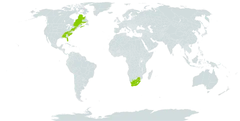 Oenothera grandiflora l'hér. world distribution map, present in Canada, United States of America, and South Africa