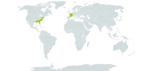 Oenothera humifusa world distribution map, present in Bermuda, France, and United States of America