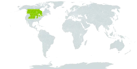 Oenothera nuttallii world distribution map, present in Canada and United States of America