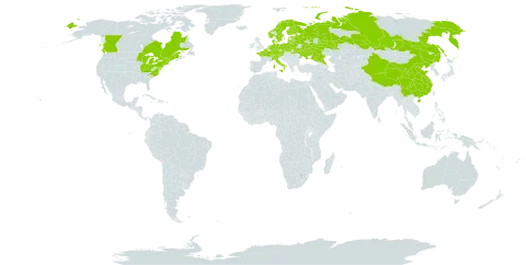 Oenothera oakesiana world distribution map, present in Austria, Belgium, Belarus, Canada, Switzerland, China, Czech Republic, Germany, Denmark, Estonia, Finland, France, United Kingdom of Great Britain and Northern Ireland, Italy, Lithuania, Latvia, Netherlands, Norway, Poland, Russian Federation, Sweden, Ukraine, and United States of America