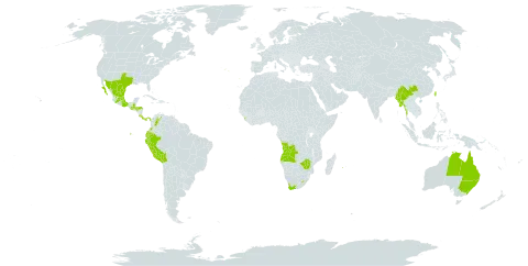 Oenothera tetraptera world distribution map, present in Angola, Australia, Bolivia (Plurinational State of), China, Colombia, Costa Rica, Ecuador, Guatemala, Honduras, Sri Lanka, Lesotho, Mexico, Myanmar, Panama, Peru, Portugal, Réunion, Taiwan, Province of China, United States of America, Venezuela (Bolivarian Republic of), South Africa, and Zimbabwe