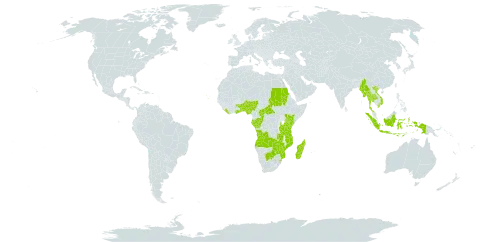 Oldenlandia affinis world distribution map, present in Angola, Benin, Burkina Faso, Botswana, Central African Republic, Congo, Comoros, Cabo Verde, Gabon, Ghana, Indonesia, Kenya, Liberia, Madagascar, Myanmar, Mozambique, Nigeria, Sudan, eSwatini, Togo, Thailand, Tanzania, United Republic of, Uganda, Viet Nam, Zambia, and Zimbabwe